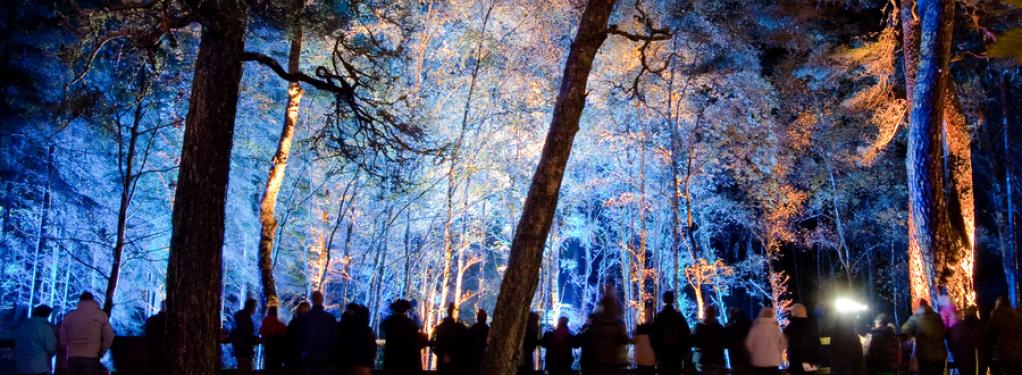 Photograph from Enchanted Forest: Flow - lighting design by Simon Wilkinson
