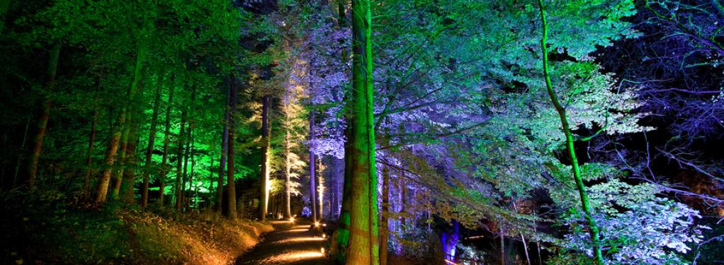 Photograph from Enchanted Forest - lighting design by Simon Wilkinson