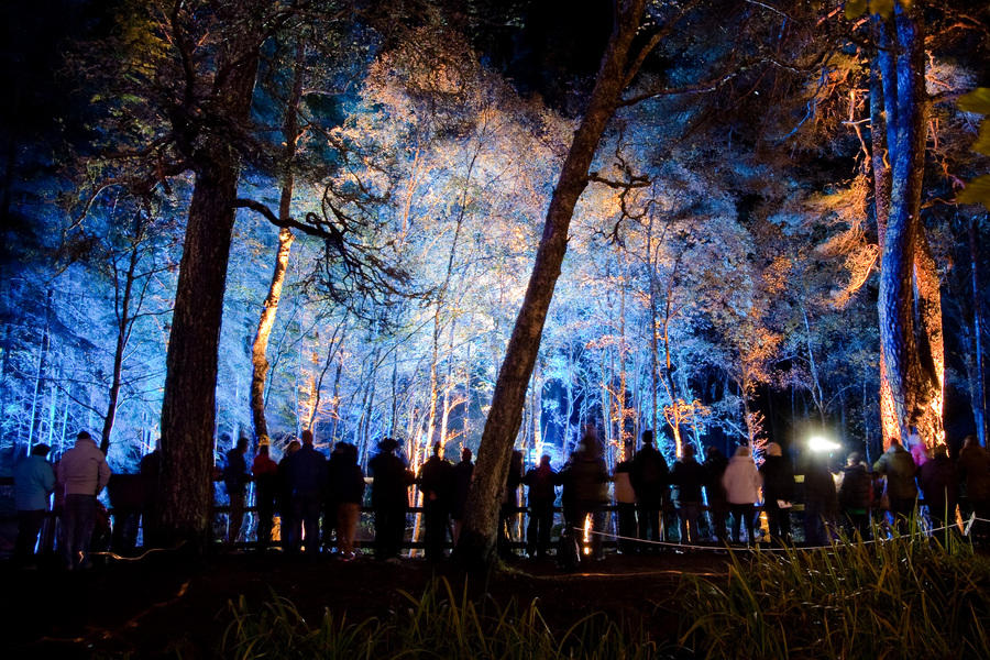 Photograph from Enchanted Forest: Flow - lighting design by Simon Wilkinson