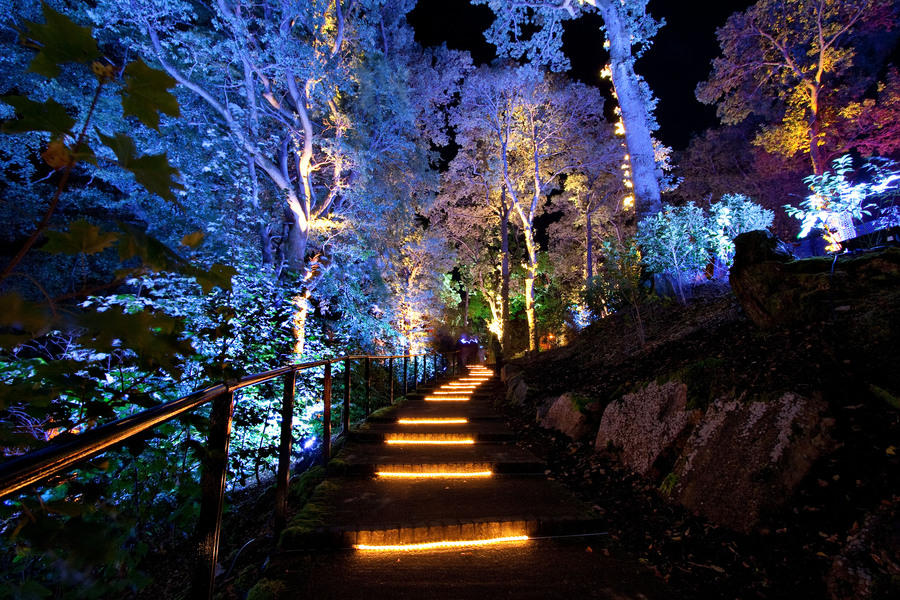 Photograph from Enchanted Forest: Transitions - lighting design by Simon Wilkinson