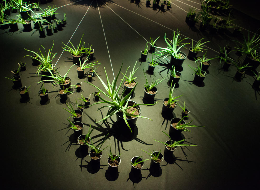 Photograph from Trans:plant - lighting design by Marty Langthorne
